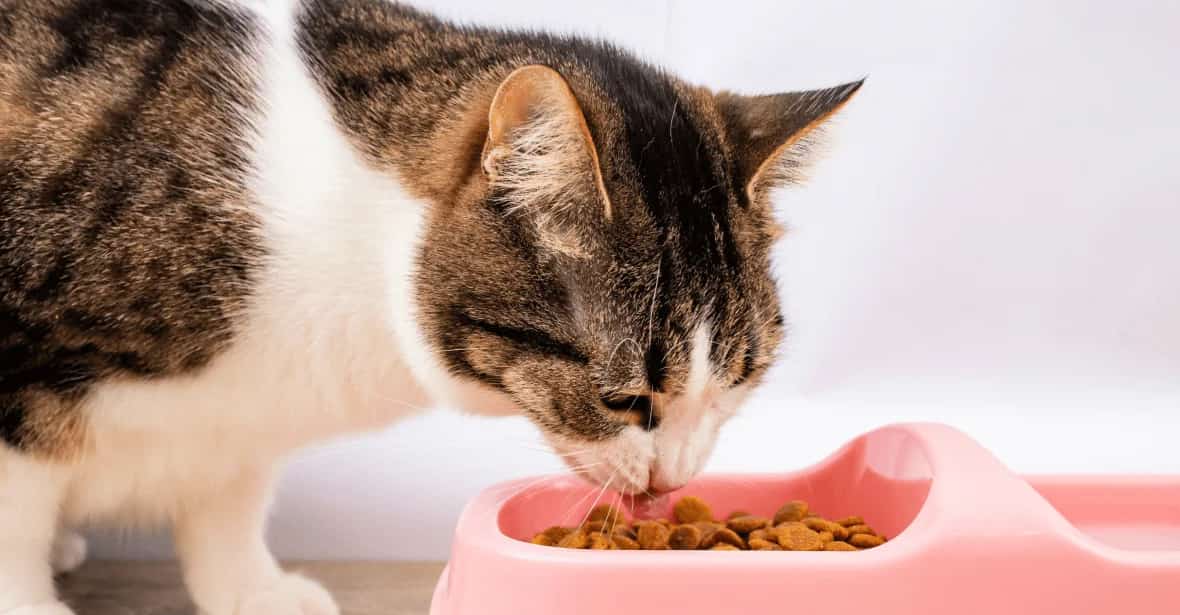 تصویر 4 از غذای گربه مخصوص گربه های عقیم مناسب کنترل اشتها